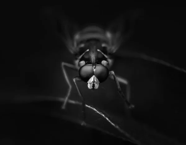 Hoverflies Syrphus Makro Siyah Beyaz — Stok fotoğraf