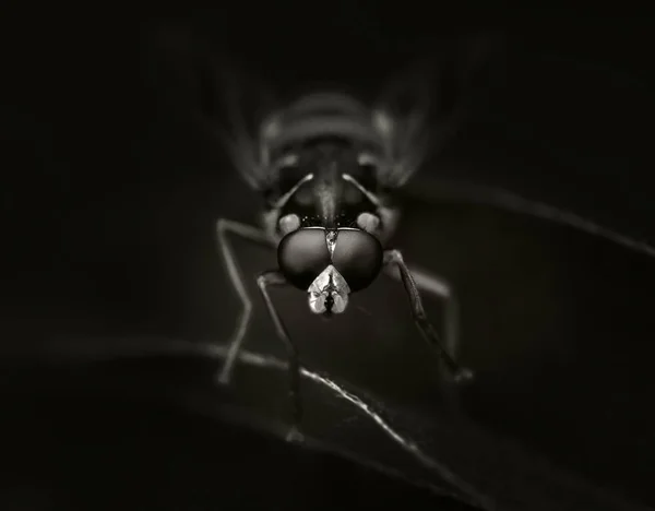 Hoverflies Syrphus Macro Black White — Stock Photo, Image