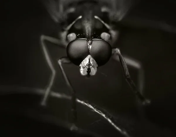 Schwebfliegen Syrphus Macro Schwarz Weiß — Stockfoto