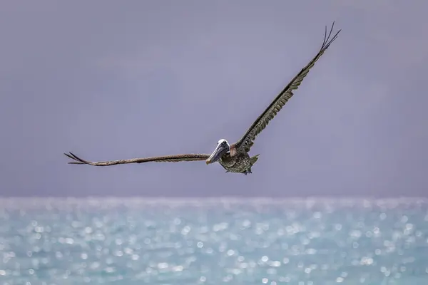 Brown Pelican Flight Blue Sea Island Saona — 스톡 사진