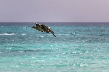Kahverengi Pelikan (Pelecanus occidentalis), balık avlamak için suya dalıyor, Saona Adası, Dominik Cumhuriyeti.