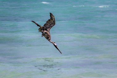 Kahverengi Pelikan (Pelecanus occidentalis), balık avlamak için suya dalıyor, Saona Adası, Dominik Cumhuriyeti.