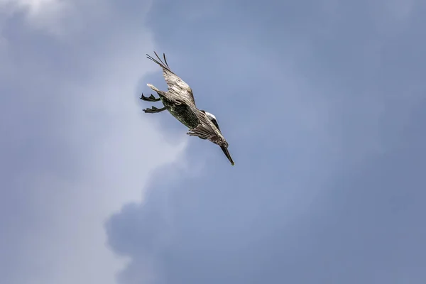 Brown Pelican Pelecanus Occidentalis Diving Water Fish Island Saona Dominican — Stock Photo, Image