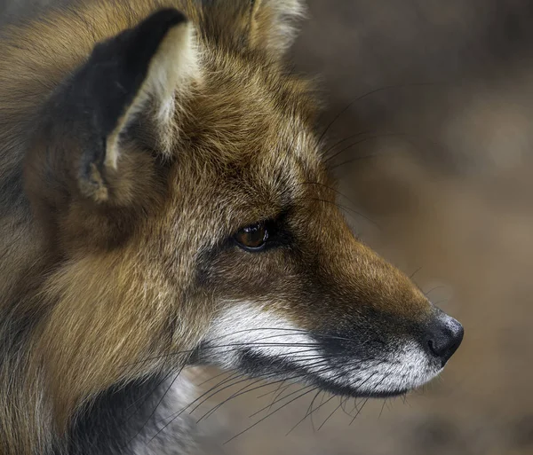 Red Fox Portrait Ritratto Perdente Con Bokeh Fox All Aperto — Foto Stock