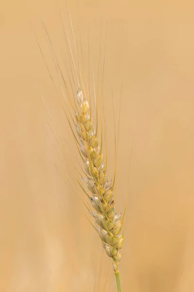 Oreja Trigo Cerca Fondo Campo Trigo Dorado Soleado —  Fotos de Stock