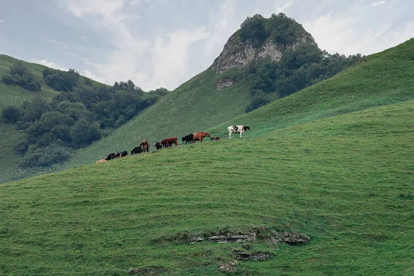 Cherek Gorge Kabardino Bałkanach Północnym Kaukazie Rzeka Cherek Rosja Obraz Stockowy