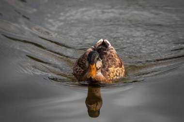 Drake Mallard Portresi, Drake Mallard 'ın sudaki görüntüsü..