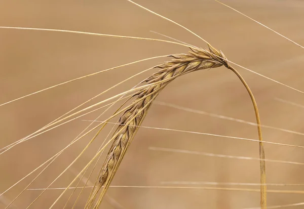 Primer Plano Las Espigas Trigo Maduras — Foto de Stock