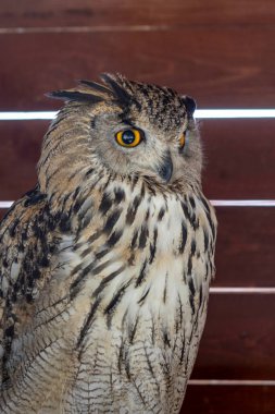 Avrupa Kartal Baykuşunun yakın çekimi