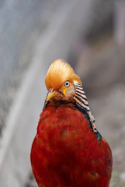 Beautiful Golden Pheasant Portrait Front View — Stock Photo, Image