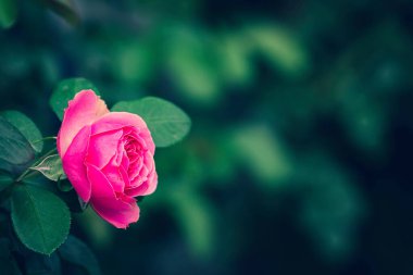 Bahçede Rose Bud 'ın yakın çekimi. Sevgililer Günü.