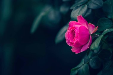 Bahçede Rose Bud 'ın yakın çekimi. Sevgililer Günü.