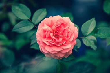 Yakından güzel gül Chippendale. Bahçede pembe gül.