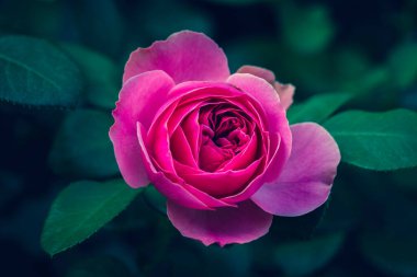 Bahçede Rose Bud 'ın yakın çekimi. Sevgililer Günü.