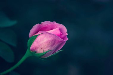 Bahçede Rose Bud 'ın yakın çekimi. Sevgililer Günü.