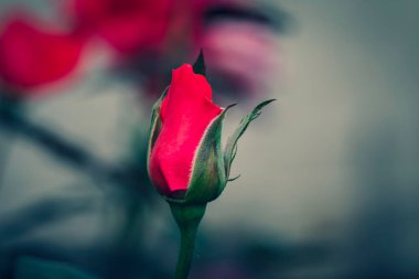 Bahçede Rose Bud 'ın yakın çekimi. Sevgililer Günü.