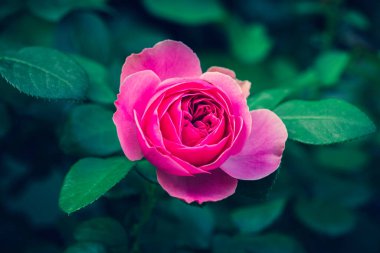 Bahçede Rose Bud 'ın yakın çekimi. Sevgililer Günü.