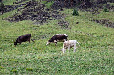 Yazın ineklerle, dağlarla ve kırsal alanlarla güzel bir manzara. İnekler güneş ışığıyla yeşil vadide otluyor..