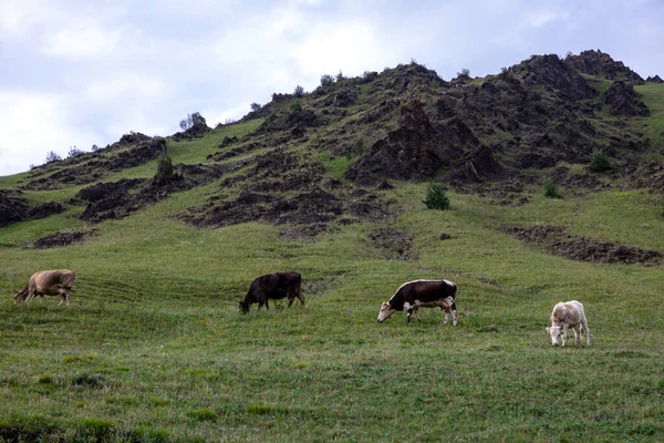 Летом Пейзаж Копытами Горами Сельской Местностью Коровы Пасутся Зеленой Долине — стоковое фото
