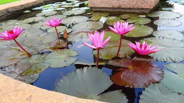 pink water lilies in india