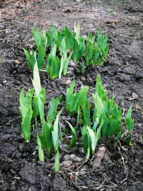 sürgünler lahanası yerden görünür