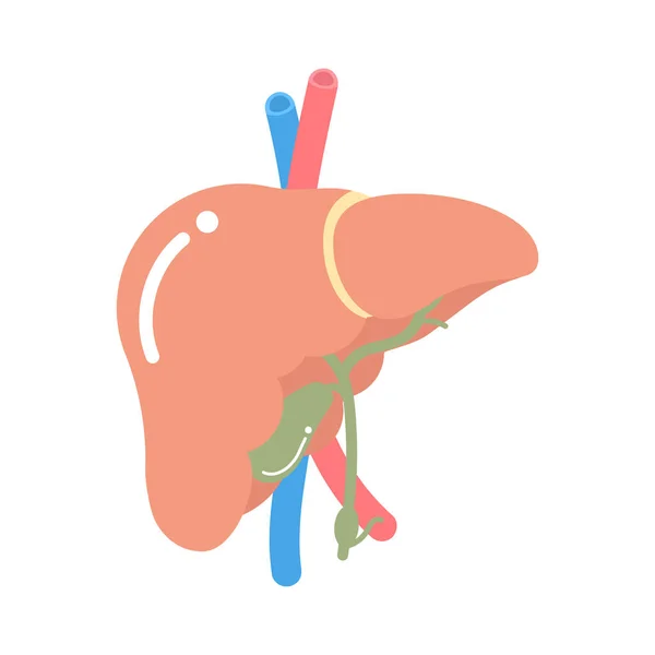 Печінка Внутрішні Органи Анатомія Частина Тіла Нервової Системи Векторні Ілюстрації — стоковий вектор
