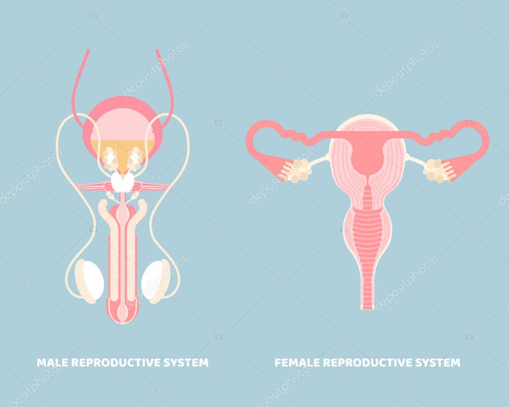 Not Angka Lagu Illustration Of Woman S Internal Organs Doctor Holding Woman Sign Female Reproductive System Internal Organs Anatomy Vector Image By C Mg07436 Gmail Com Vector Stock 283355550 Authentic Photographs