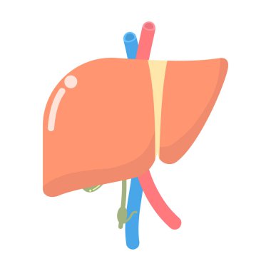 karaciğer, iç organlar anatomi vücut parçası sinir sistemi, vektör illüstrasyon karikatür düz tasarım küçük resim