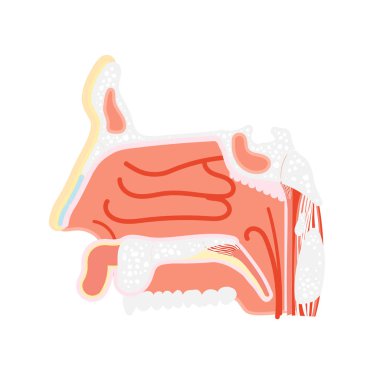 burun vestibüle kavite, burun anatomisi, iç organlar vücut parçası sinir sistemi, vektör illüstrasyon karikatür düz tasarım küçük resim