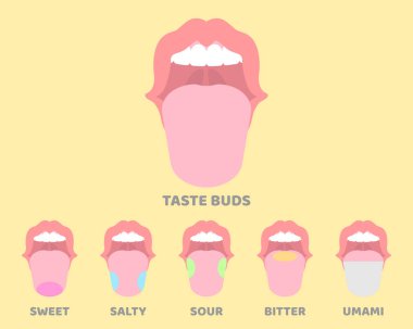 ağız, ağız, dil, tat tomurcukları, iç organları anatomisi vücut parçası sinir sistemi, vektör illüstrasyon karikatür düz tasarım küçük resim