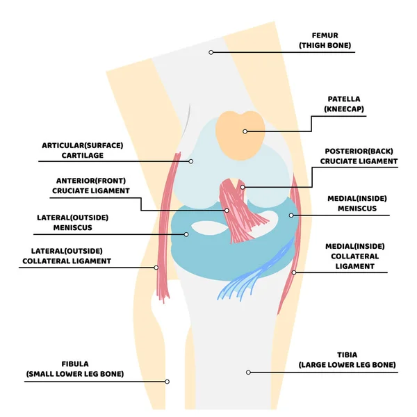 Anatomia Joelho Osso Órgãos Internos Parte Corpo Sistema Nervoso Cuidados —  Vetores de Stock
