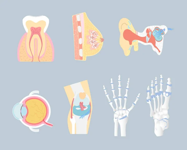 Anatomia Narządy Wewnętrzne Ciało Część Układu Nerwowego Opieka Zdrowotna Kolano — Wektor stockowy