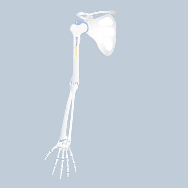 Anatomie Doigt Main Bras Omoplate Base Moelle Osseuse Longue Organes — Image vectorielle