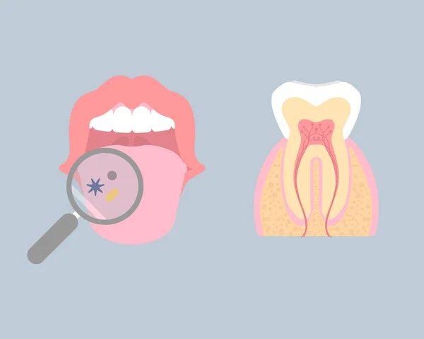 Diş ve ağız, ağız, dil sağlığı, iç organlar diş anatomisi vücut kısmı sinir sistemi, vektör illüstrasyon çizgi film düz tasarım sanatı