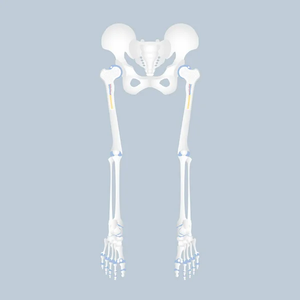 Anatomy Hip Pelvic Bone Long Bone Marrow Basics Leg Foot — Stock Vector