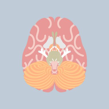 human brain, internal organs anatomy body part nervous system, vector illustration cartoon flat character design clip art clipart