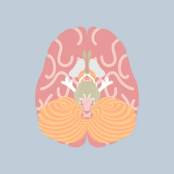 Nsan Beyni Organlar Anatomi Vücut Kısmı Sinir Sistemi Vektör Çizimi — Stok Vektör