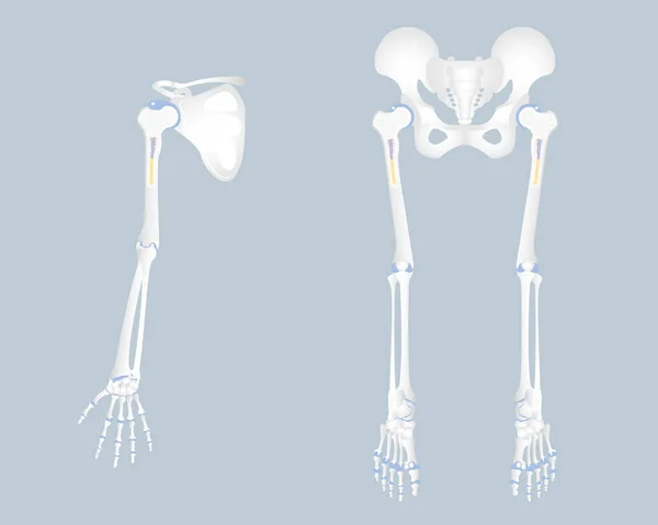 肢体骨 肩胛骨 骨盆骨 长骨髓基础知识 腿和脚 内脏器 身体部位整形外科保健 病媒图解卡通平面设计 — 图库矢量图片
