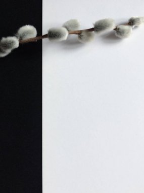 Siyah beyaz arka planda çiçek açan söğüt dalları.