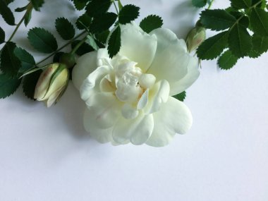 Açık arkaplanda beyaz gül.