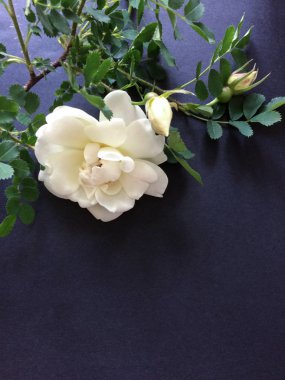 Siyah arkaplanda beyaz gül.