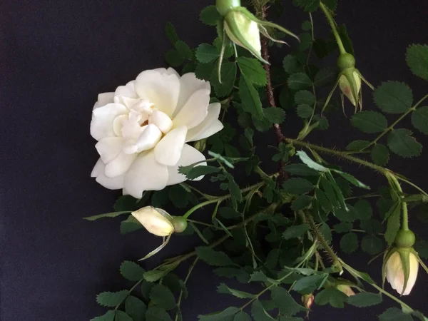 Biała Róża Czarnym Tle — Zdjęcie stockowe