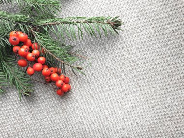 Rowan kırmızı, Noel ağacı dalı, hafif bir arka plan üzerinde.