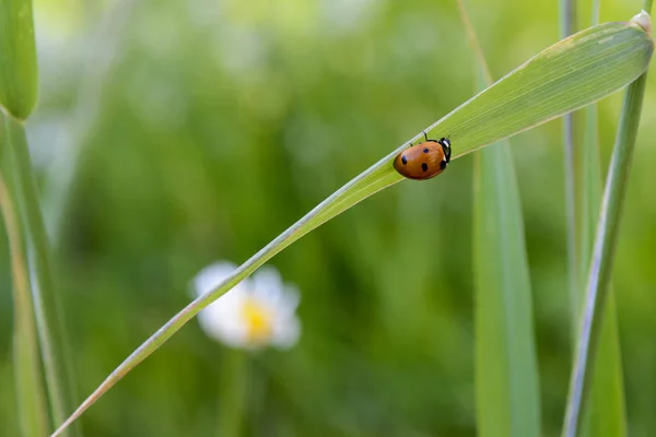 Ladybug Plant Field — Stock Photo, Image