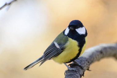 Ormanda kuşlarla şafak vakti