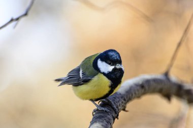 Ormanda kuşlarla şafak vakti