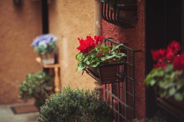Sokakta güzel dekoratif çiçek vazo görünümünü kapat