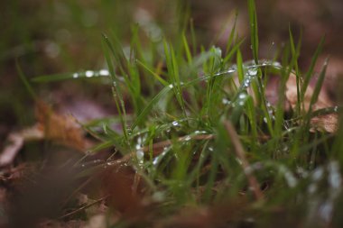 Güzel bir yakın çekim sabah çiy ışık çimenlerin üzerinde