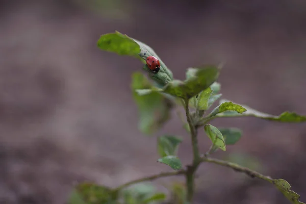 Uğur Böceği Bir Yaprak Yeşil Zemin Üzerine — Stok fotoğraf