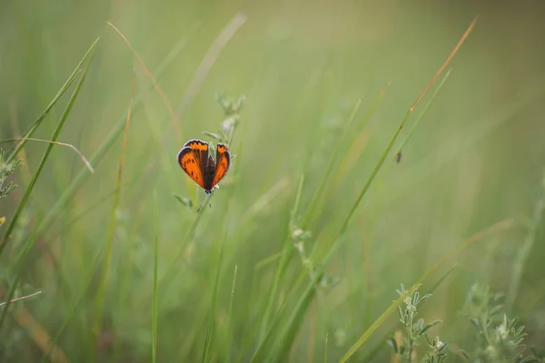 Beautiful Butterfly Resting Gracefully Summer Day — Stock Photo, Image